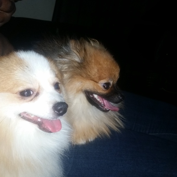 Meet your Posher, - Picture 1 of 1